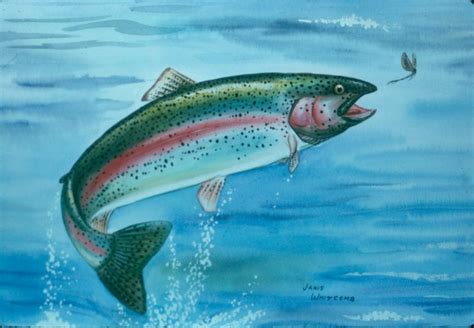 Download Rainbow Trout Jumping By Cwhite43 Rainbow Trout Wallpaper