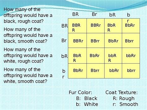 Codominant alleles b & c together = green (neither gene is completely dominant over the other). Heredity and Genetics Part Two Dihybrid Crosses