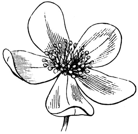 Free Line Drawing Of A Flower Download Free Line Drawing Of A Flower