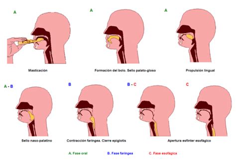 Fases De La Degluci N Fase Oral Fase Faringea Y Fase Esof Gica