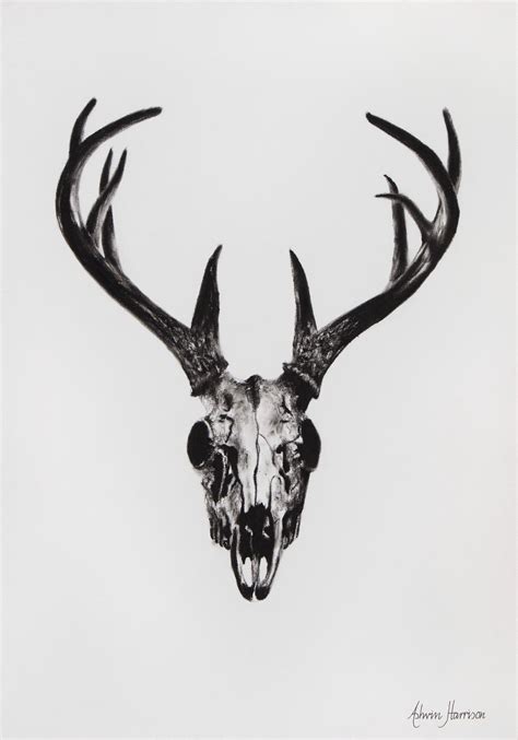 Deer Skull Drawing Reference 101hannelore