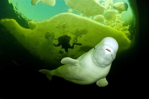 A Scuba Diver Swims Under Ice Alongside A Beluga Whale At The Arctic Circle Dive Center In