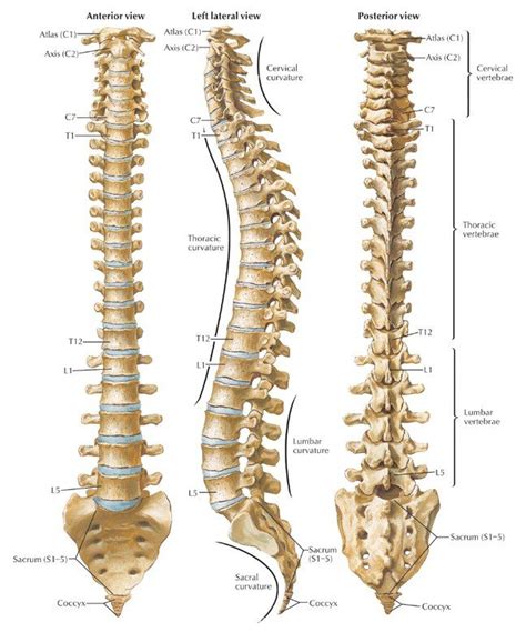 The backbone architecture refers to the way in which the backbone interconnects the networks attached to it and how it manages the way in which packets from one network move through the. spine-diagram.jpg (648×778) | Body Works | Pinterest | Health, Scoliosis and Search