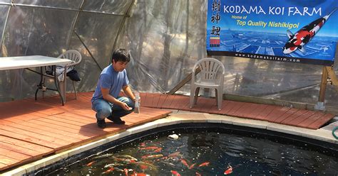Help Is My Koi Sick Diagnose Symptoms And Koi Fish Diseases With
