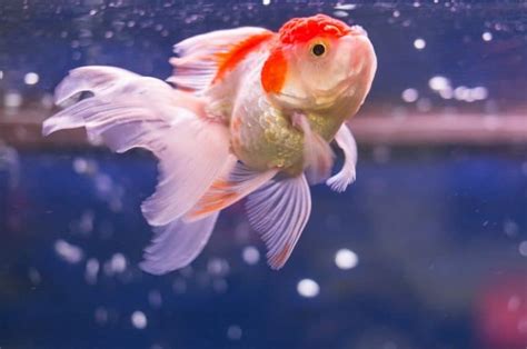 20 Most Popular Types Of Goldfish With Care Guide And Pictures Fish