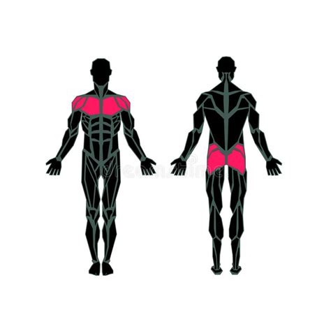 Check spelling or type a new query. Polygonal Anatomy Of Male Muscular System Stock Vector ...