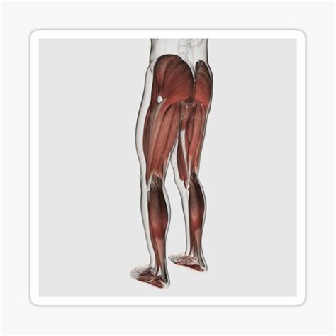 Trinx Female Anterior Leg Muscles Labeled Educational Chart White Wood