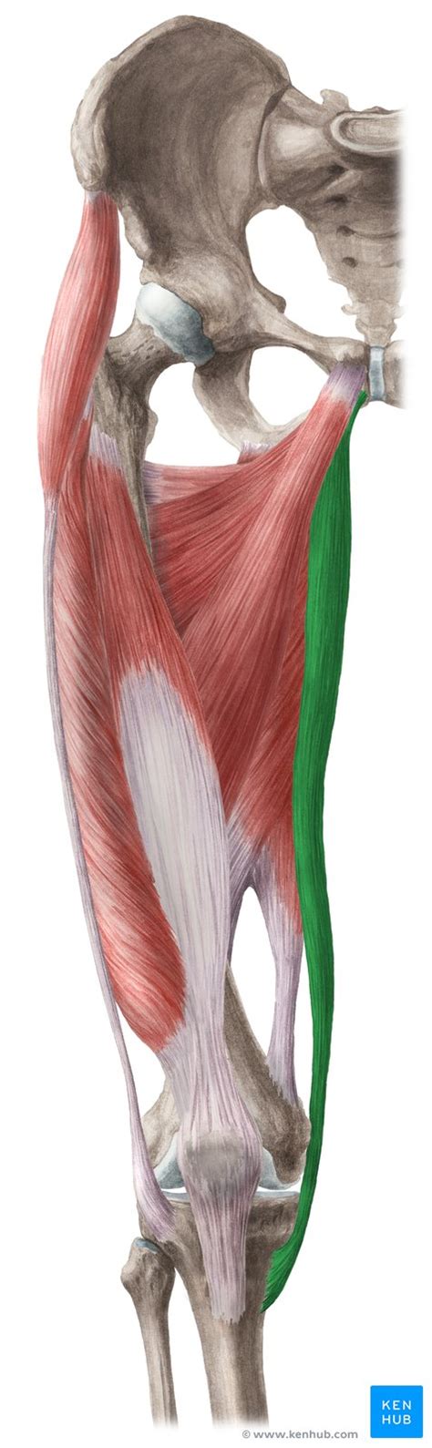 Musculus Gracilis Anatomie Funktion Klinik Kenhub