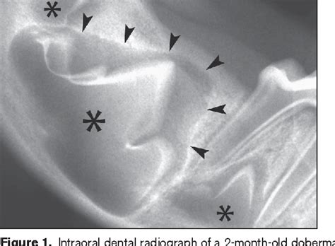 Figure 1 From An Overview Of Dentigerous Cysts In Dogs And Cats