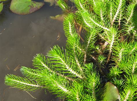 Myriophyllium Propinquum Wallis Creek Watergarden