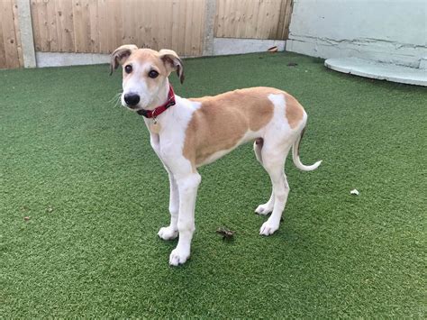 Slinky Saluki Cross