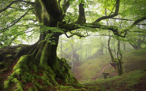 4558817 Carpathians Nature Forest Mist Landscape Spring