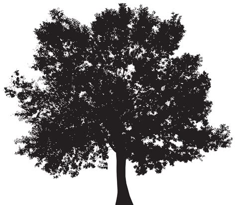 Tree Silhouette Nature Contour Png Picpng Vrogue Co