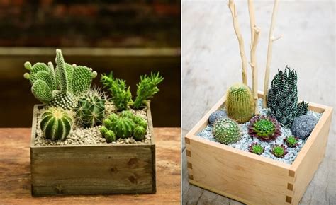 Cactus And Succulent Planter Ideas