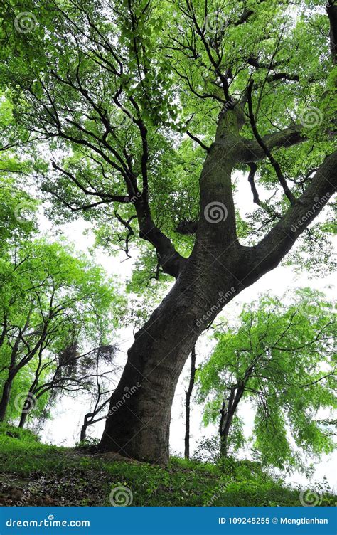 Ancient Camphor Tree Royalty Free Stock Photo 17809671