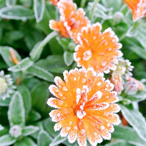 Plants For Winter 31 Colorful Plants That Grow In Winter