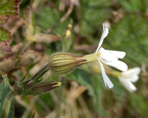 White Campion Silene Latifolia British Nature Guide