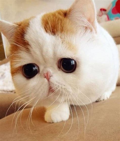 All cat breeds cute cat breeds. cats cute cats snoopy the cat cats with big eyes ...