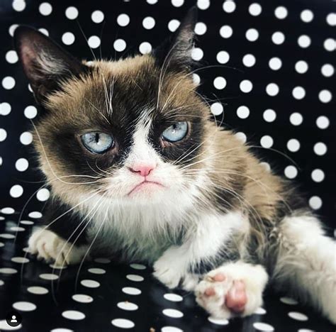 Grumpy Cat Is Dead Internets Most Famous Feline Passes Away Aged 7