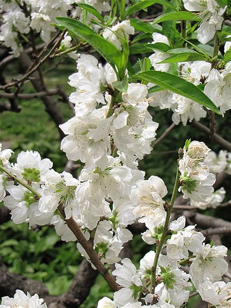 If you have access to your own peaches, pick the fruit at the peak of its ripeness for jams, pies and, of course, peach brandy. White Icicle Flowering Peach (Prunus persica 'White Icicle ...