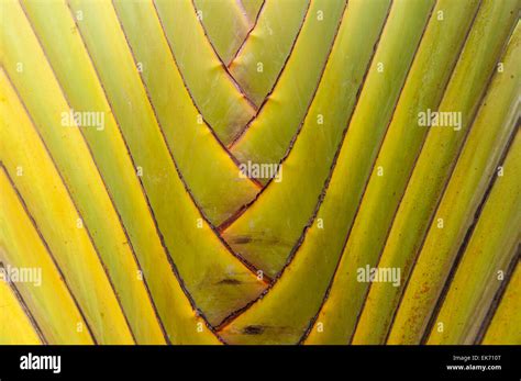 Beautiful Strip Of Banana Leaf While Walking In Garden Stock Photo Alamy