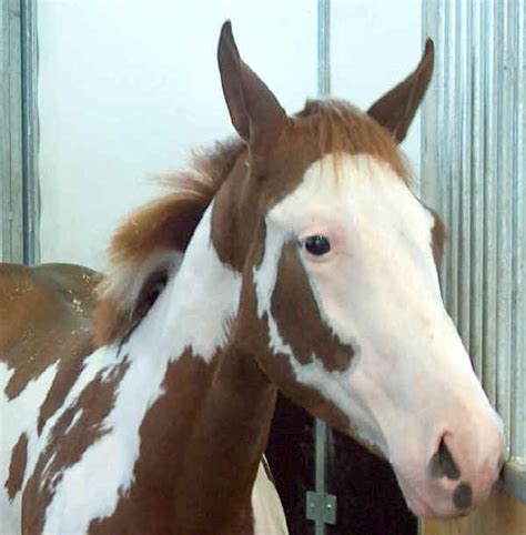 My mother has a miniature horse mare which is dark brown/black with light blue eyes, and recently had a foal with the same blue eyes (although at least for now what color is she, and how common is this? Razze cavalli: Paint Horse