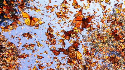 Understanding The Amazing Monarch Butterfly Migration What A Cool