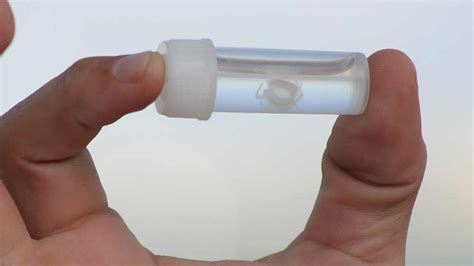 Irukandji The Smallest Jellyfish In The World