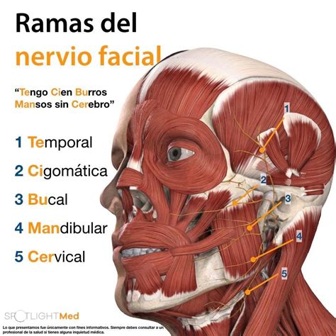 Ramas Del Nervio Facial Fuentespotlightmed Facebook Nervio Facial