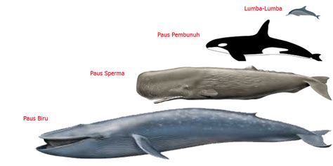 Hewan laut terbesar di dunia saat ini. Hewan Terbesar Di Dunia Saat Ini, Berikut Penampakannya ...