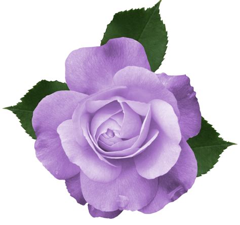 Transparent Purple Flower Png