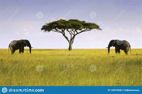 Two Elephants Isolated Acacia Tree African Savannah