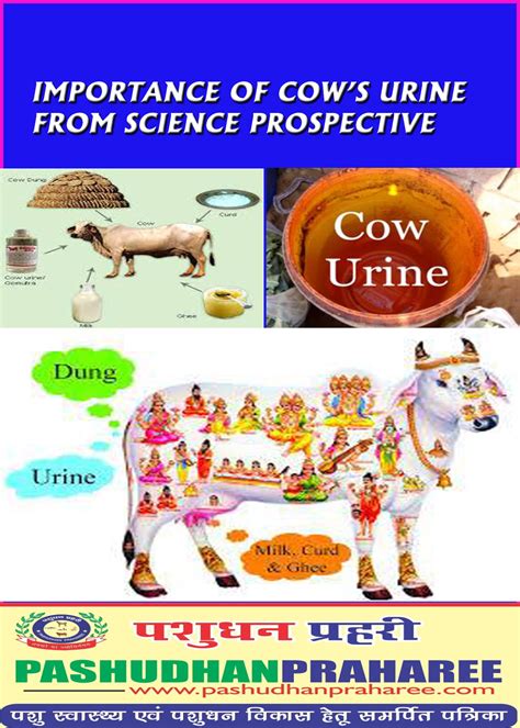 Importance Of Cows Urine From Science Prospective Pashudhan Praharee