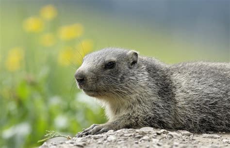 Les Marmottes Au RÉgime