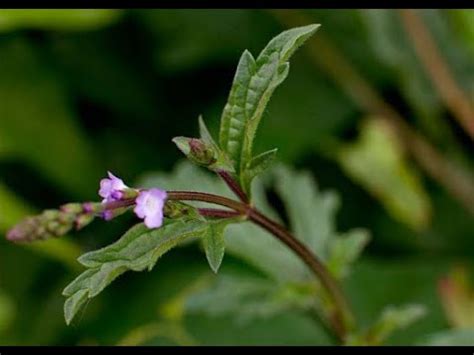 Beneficios De La Verbena Planta Medicinal Youtube