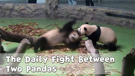 The Daily Fight Between Two Pandas Ipanda Youtube