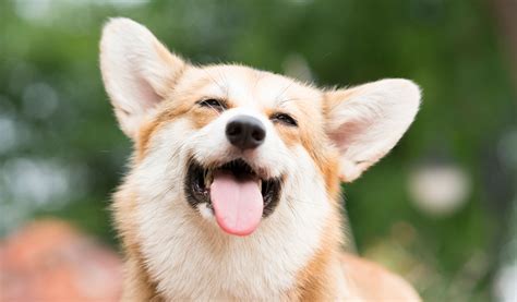 Corgi Dog Smile And Happy Animal Happiness Vet