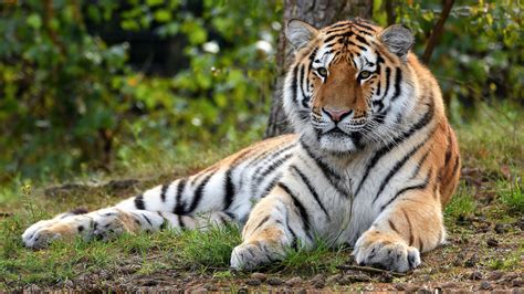 Tigre Está Acostado En La Hierba Verde En El Fondo Del Bosque 4k