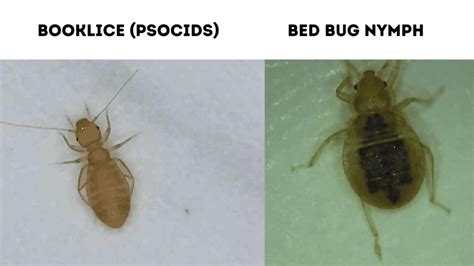 14 Bugs That Look Like Bed Bugs With Photo Comparison