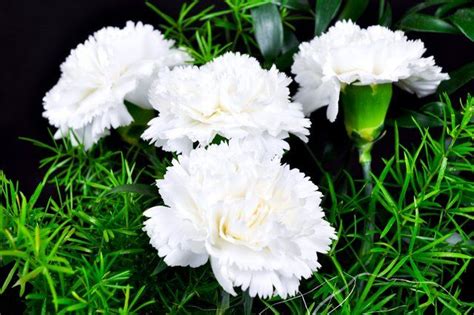 White Carnations Photo White Carnations Carnation