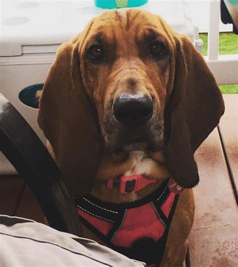 36 Basset Hound Mixes To Fall In Love With Right Now K9 Web