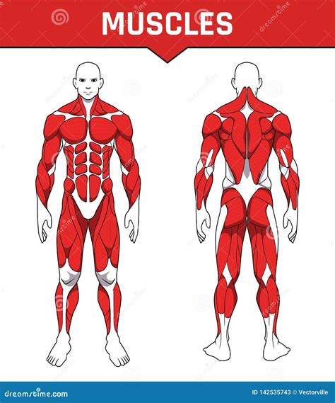 Sistema Muscular Del Entrenamiento De La Anatomía Del Cuerpo Humano