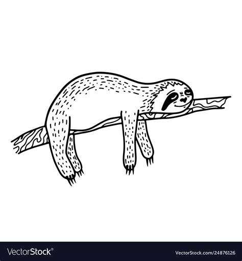 Lazy Hand Drawn Sloth Sleeping On A Tree Branch Vector Image