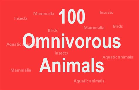 Omnivores Animals Name List Insects Birds Aquatic Animals