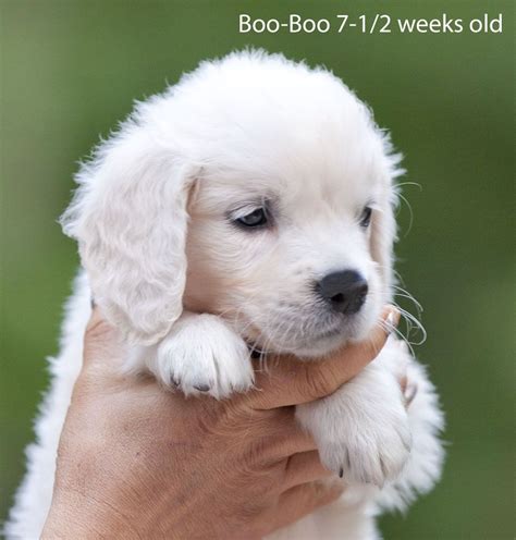 Our golden retriever puppies are raised in our home with the love and attention they deserve. White,Golden Retriever Pups|MA,English,Cream,Breeder,NJ,CT ...
