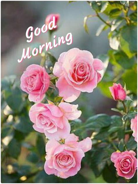 Best Good Morning Images With Rose Flowers Free Download Hd Good Morning