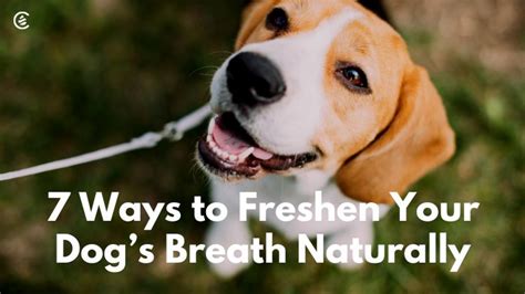 Ways To Freshen Your Dogs Breath Naturally Dog Breath Dog Breath