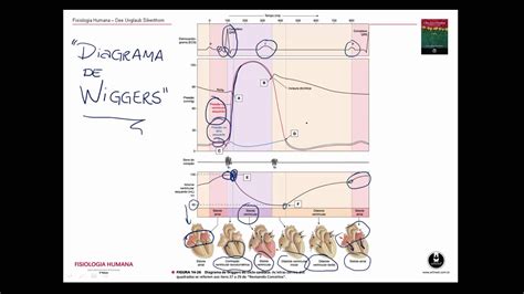 Fisiologia Humana Ciclo Cardíaco Diagrama De Wiggers Youtube