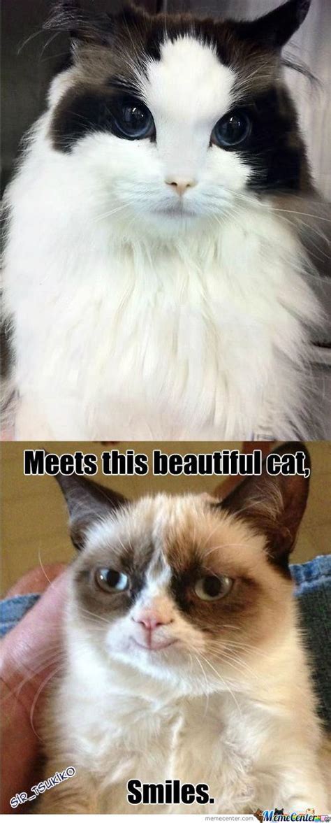 Tard The Grumpy Cat Grumpy Cat Meme Cute Animals Grumpy Cat Humor
