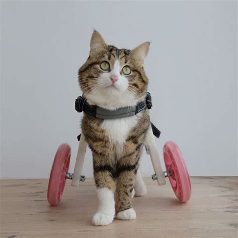 Meet Rexie The Disabled Cat That Wont Let His Problem Stop Him From Being Hilariously Cute
